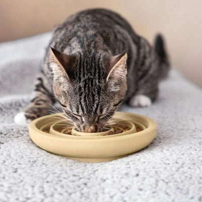 Chat qui profite de son repas sans se presser avec la gamelle anti glouton chat