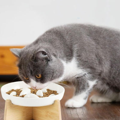 Chat qui se fait plaisir tout en mangeant lentement gamelle anti glouton chat