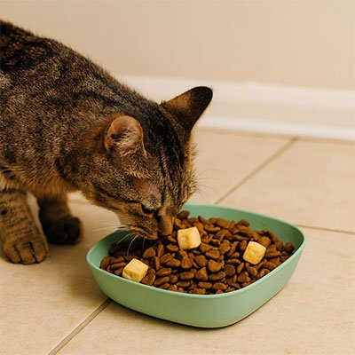 Gamelle chat fonctionnelle pour une utilisation quotidienne simple