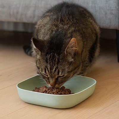 Gamelle chat légère et pratique à déplacer dans la maison