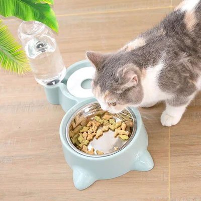 Gamelle chat parfaite pour le coin repas du félin