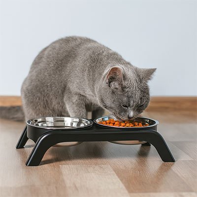 Gamelle chat surélevée stable et adaptée aux chats de toutes tailles