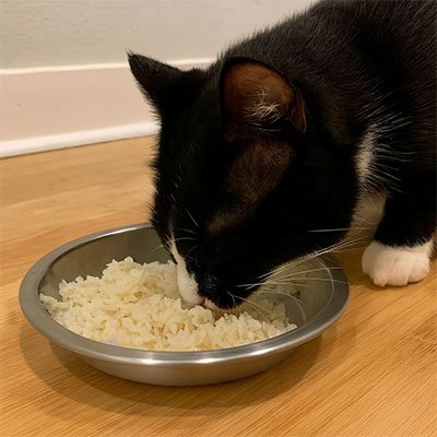 Gamelle chaton facile à remplir et idéale pour l’eau et les croquettes