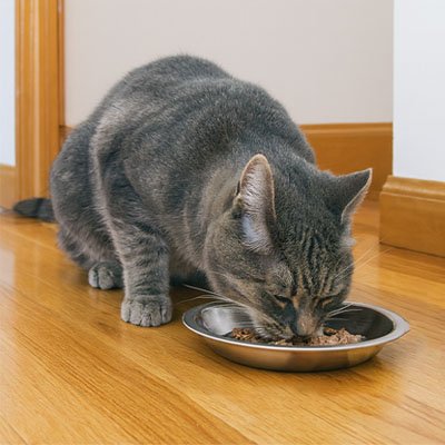 Gamelle chaton pratique pour les nouveaux propriétaires de chats