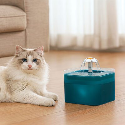 chat hydratation fontaine a eau