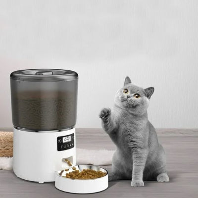 Chat qui se nourrit dans le distributeur automatique