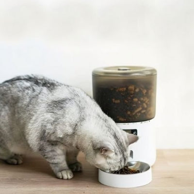 Chat qui utilise le distributeur de croquettes pour son repas