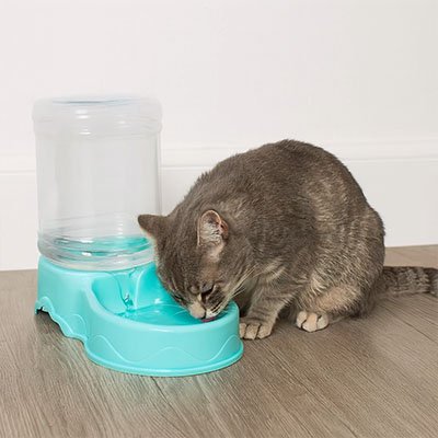 distributeur-de-croquettes-pour-chat-accessoire-indispensable