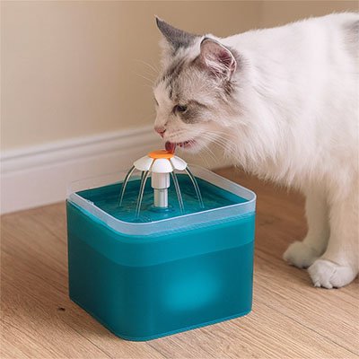 fontaine a eau chat automatique