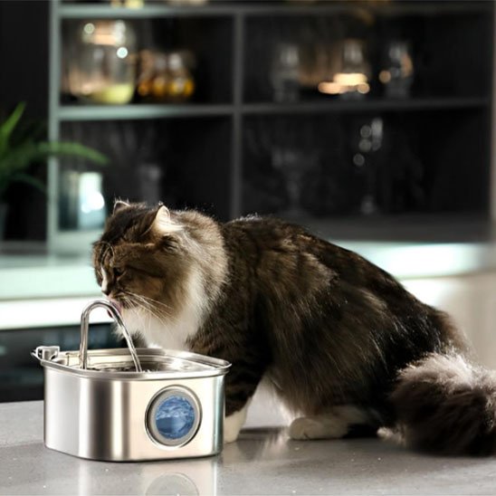 FONTAINE A EAU CHAT | Inox Santé