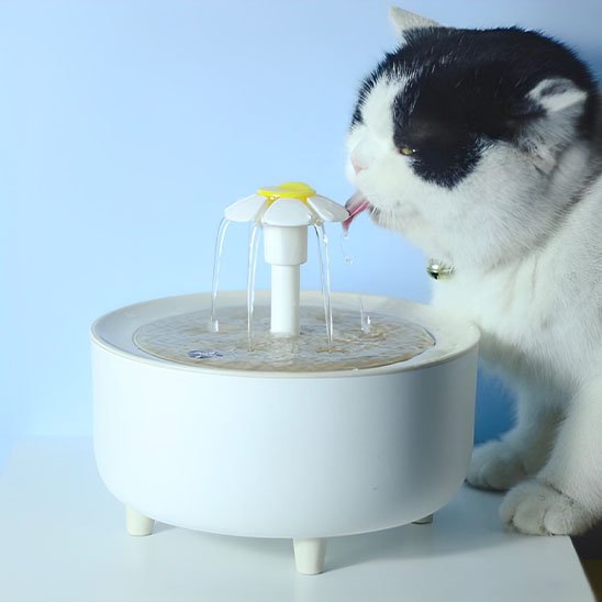 Fontaine Ă eau chat | HydraVital