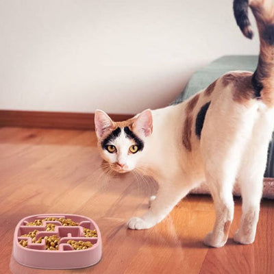 Gamelle anti glouton chat idéale pour prévenir les problèmes de digestion