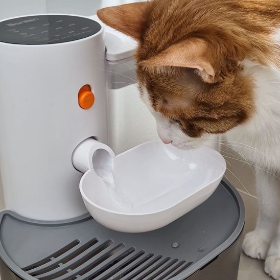 FONTAINE A EAU CHAT | SilencioFlow