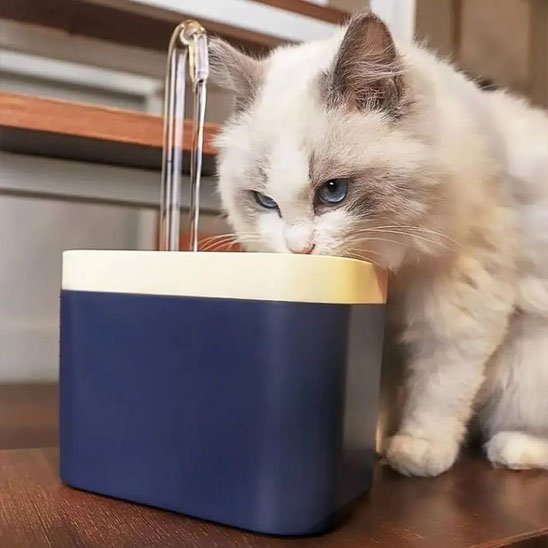 Fontaine eau chat | Silencia