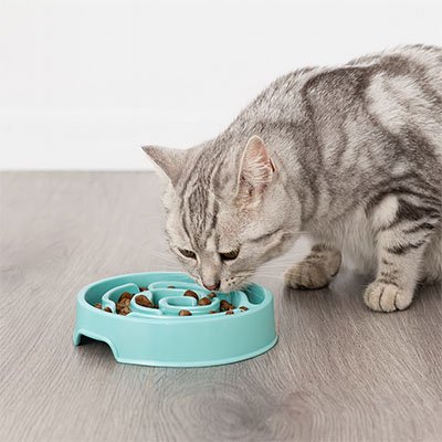 Gamelle anti glouton chat | SlowFeast