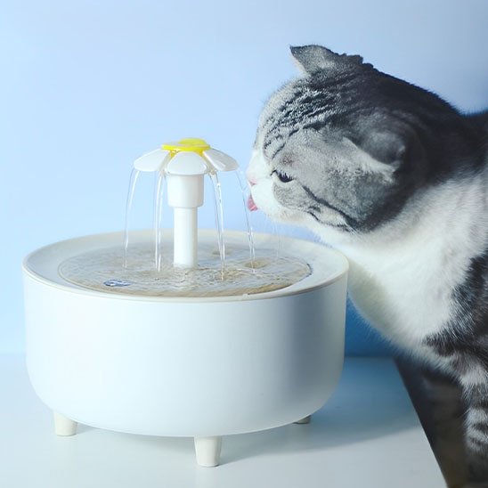 Fontaine Ă eau chat | HydraVital
