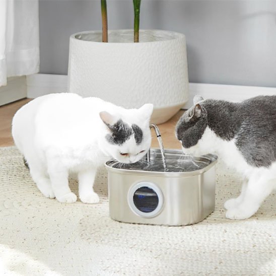 FONTAINE A EAU CHAT | Inox Santé