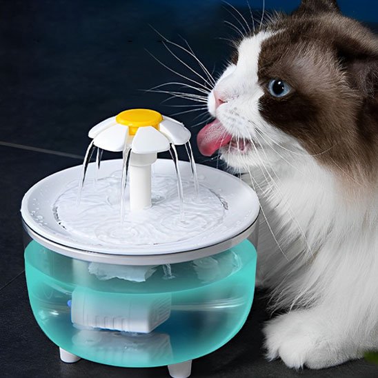 Fontaine Ă eau chat | HydraVital
