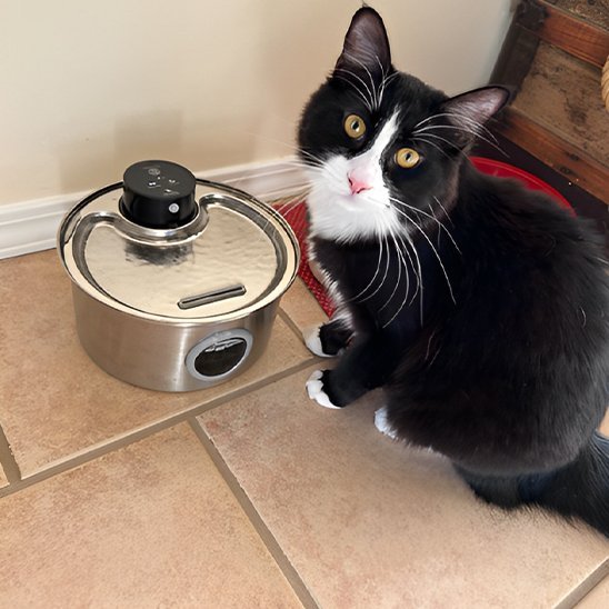 FONTAINE A EAU CHAT | SteelFresh - Ma boutique