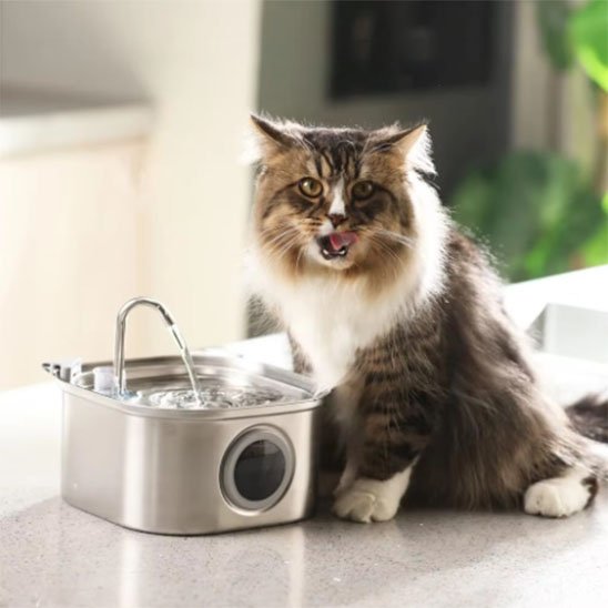 FONTAINE A EAU CHAT | Inox Santé