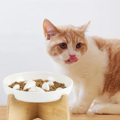 Gamelle anti glouton chat pour chat qui commence sa première expérience de repas lent