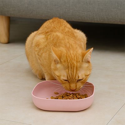Gamelle chat moderne qui s’intègre parfaitement à la maison