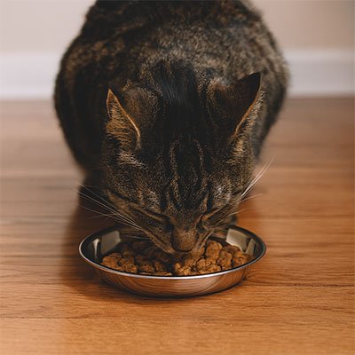 Gamelle chaton adorable et parfaite pour les bébés chats