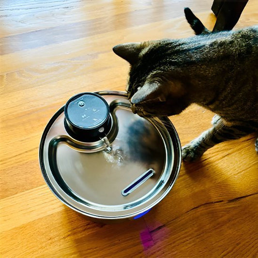 FONTAINE A EAU CHAT | SteelFresh - Ma boutique