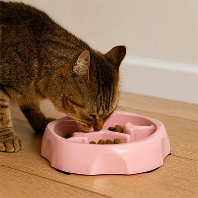 Gamelle anti glouton Chat | DigestControl