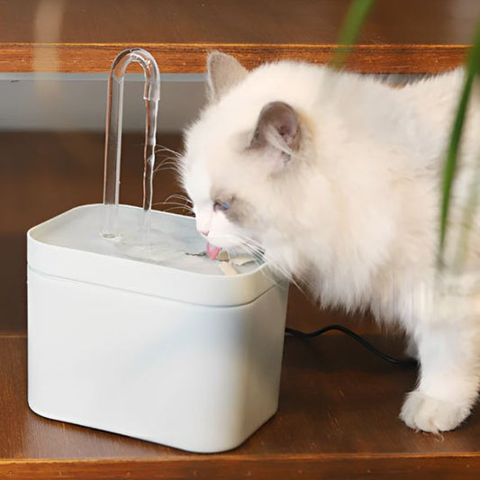 Fontaine eau chat | Silencia